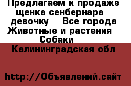 Предлагаем к продаже щенка сенбернара - девочку. - Все города Животные и растения » Собаки   . Калининградская обл.